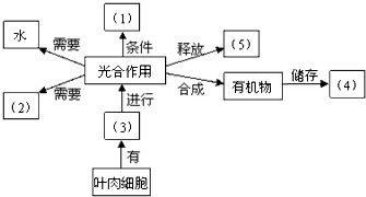 生物能源与沙狐球运动的关系